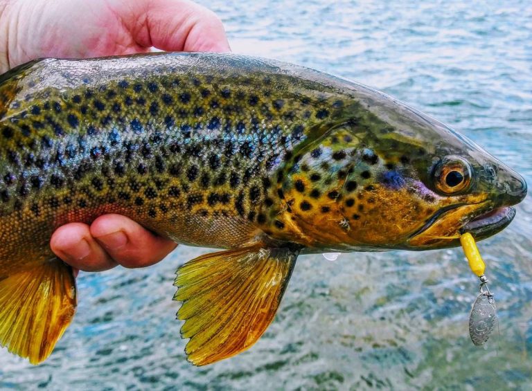 2023’S Best Rooster Tail: Lure Trout Like A Pro With These Top Fishing Lures