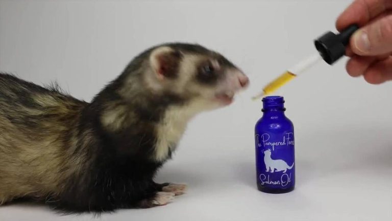 2023’S Best Salmon Oil For Ferrets: A Comprehensive Guide To The Vet-Approved Options