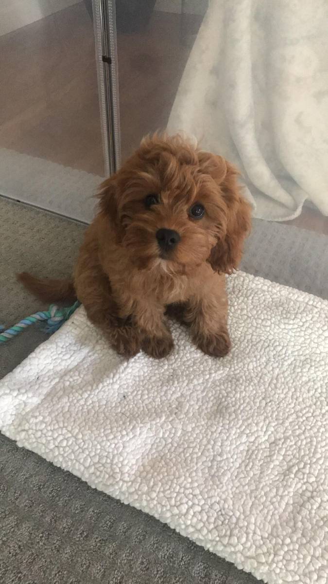 2023’S Top+Rated Shampoo For Cavapoo Puppies: A Must Have For Healthy, Fluffier Fur!