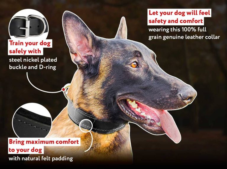 2023 Guide To The Best Shock Collar For Belgian Malinois – Get The Perfect Fit For Your Dog!