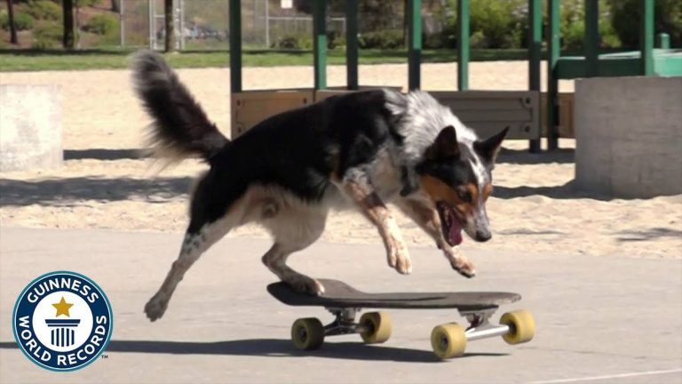 2023’S Best Skateboards For Dogs: Which One Is Right For Your Pup?