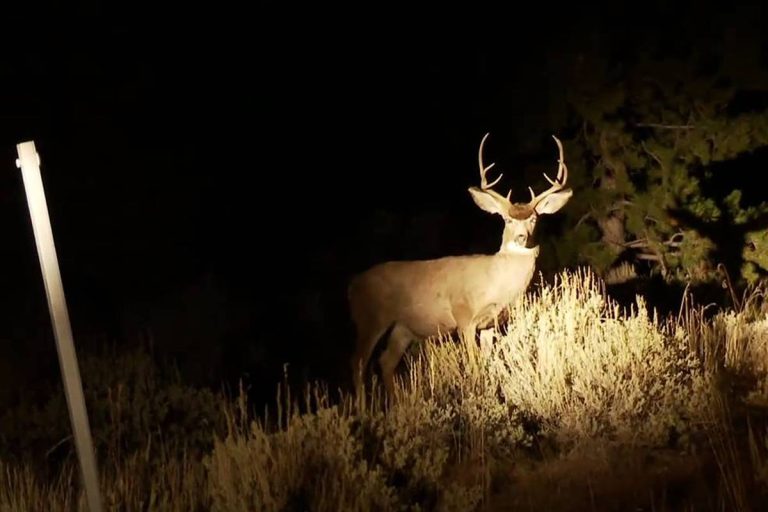 The Ultimate Guide To The Brightest Deer Spotlights Of 2023!