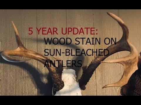 2023 Buyer’S Guide: The Best Stains For Enhancing Deer Antler Beauty