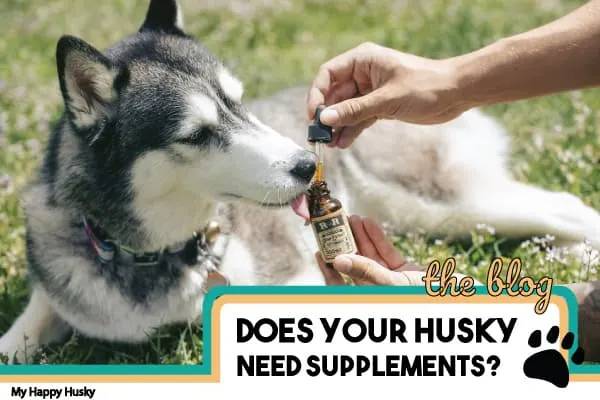 2023’S Top-Rated Health Supplements For Huskies: An Essential Guide