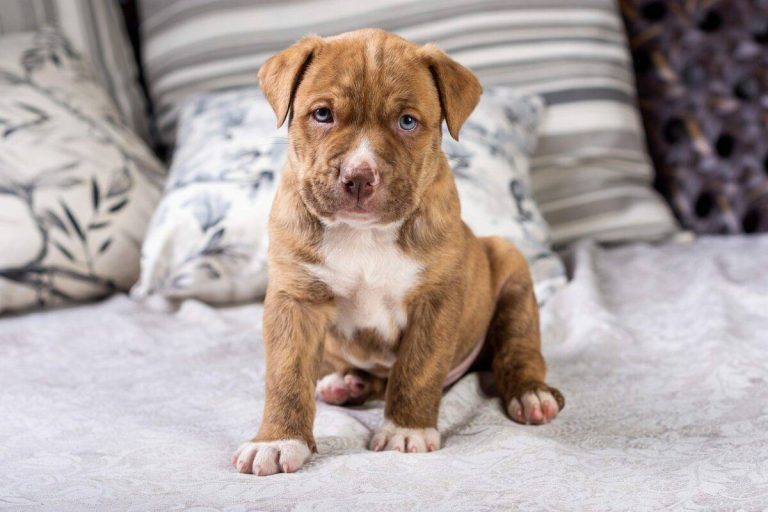 Unlock Your Pitbull Puppy’S Maximum Potential With The 2023 Ultimate Guide To The Best Supplements!