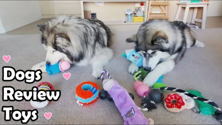 2023’S Must-Have Toys For Alaskan Malamutes: Keep Your Fluffy Friend Active & Occupied!