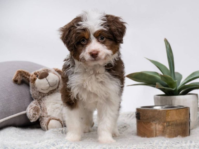 2023’S Must-Have Toys For Aussiedoodle Puppies: Find The Best Toys For Your Dog!