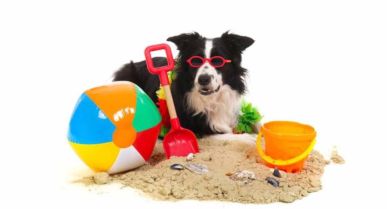 2023 Guide: The Best Toys For Your Border Collie Puppy – Keep Your Pup Active, Engaged, And Happy!