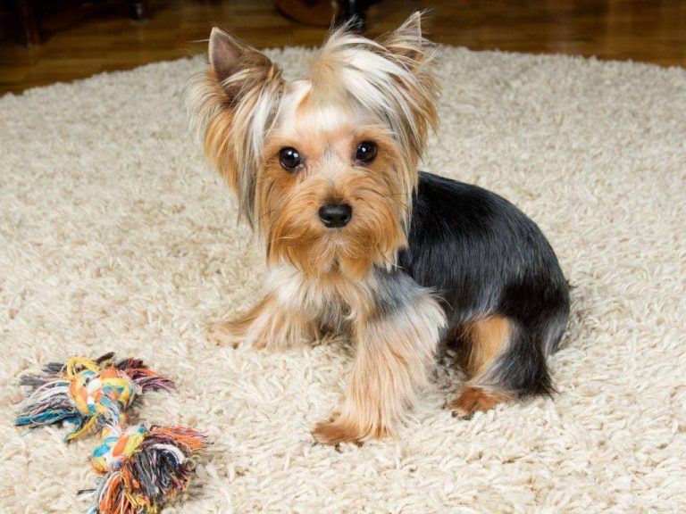 2023’S Best Toys For Your Adorable Yorkie Puppy – Get Ready For Hours Of Fun!