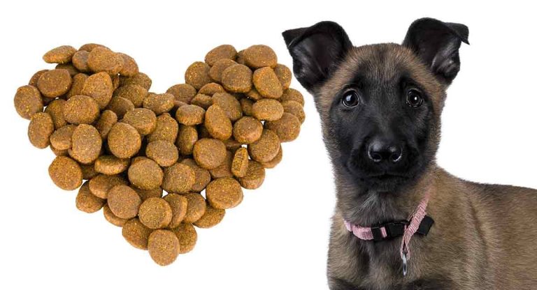 2023: The Best Treats For Keeping Your Belgian Malinois Happy!