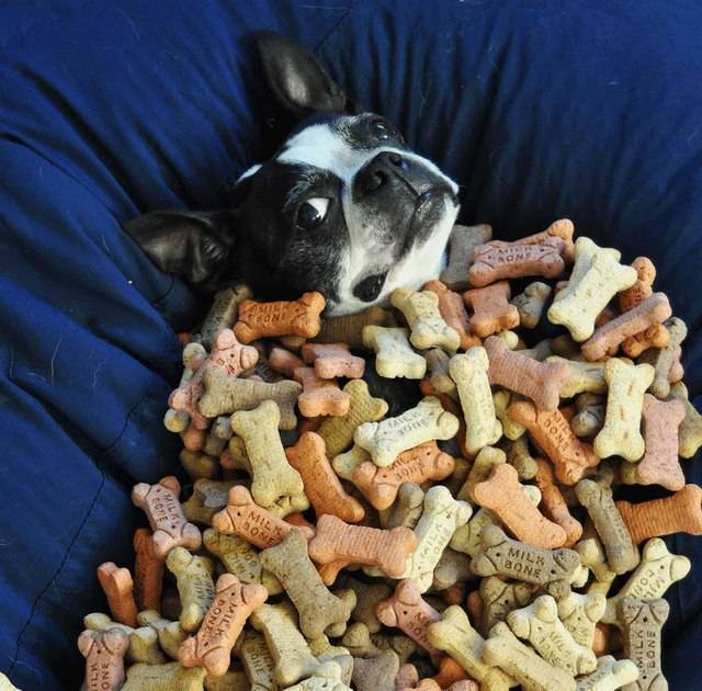 2023’S Top 10 Tasty Treats For Boston Terriers: What To Give Your Furry Friend This Year!