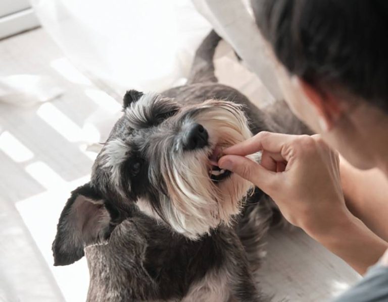 2023’S Top Treats For Your Miniature Schnauzer – Healthy And Delicious!