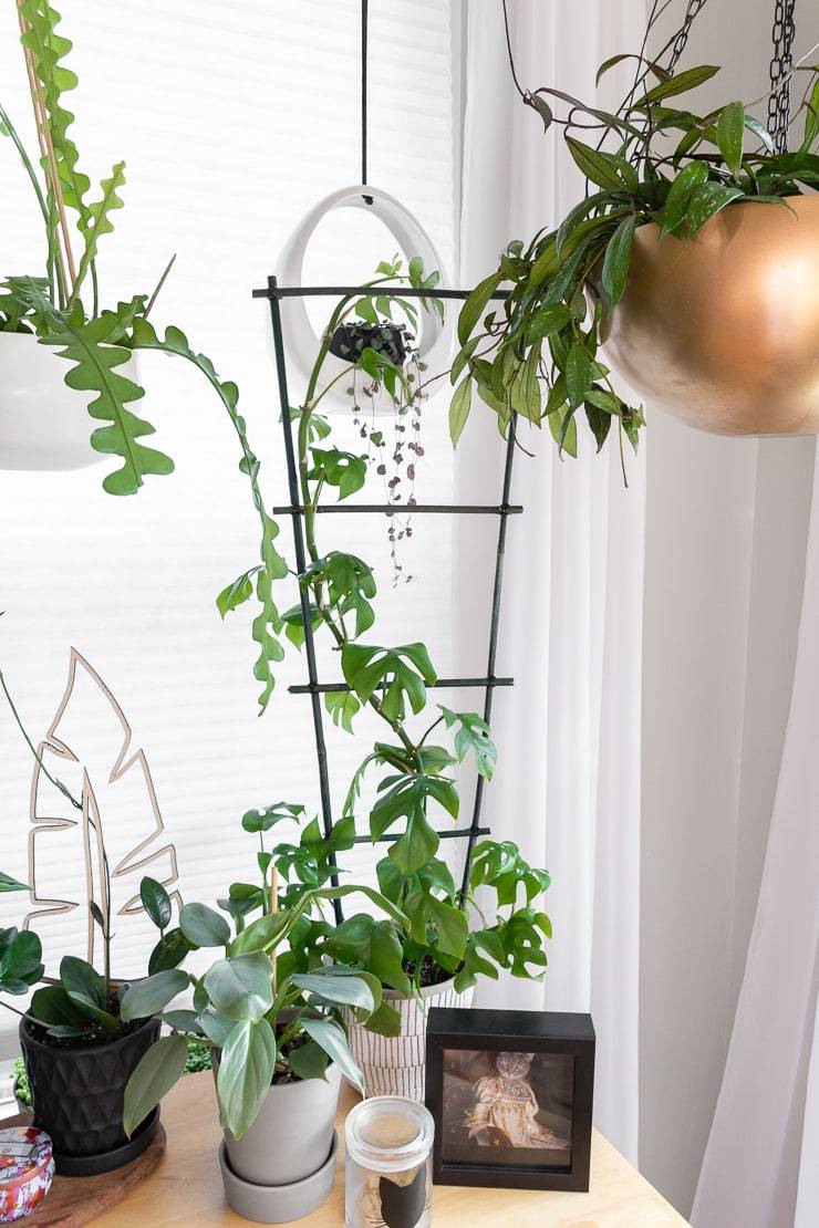2023’S Best Trellis For Monstera: Get Creative With Your Climbing Plants!