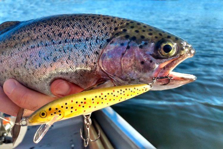 2023 Trout-Trolling Revolution: The 5 Best Lures To Catch Big Trout Now