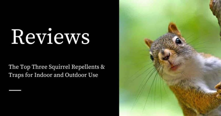 The Latest Guide To The Best Ultrasonic Repellent For Squirrels In 2023