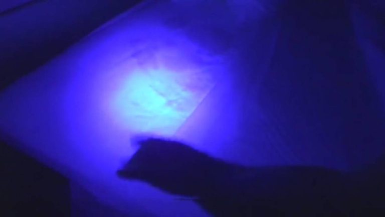 2023’S Best Uv Light For Bed Bugs: A Comprehensive Guide To Get Rid Of Those Pests!