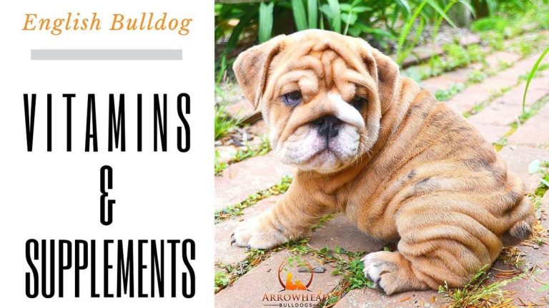 2023’S Must-Have Vitamins For Optimal English Bulldog Health!