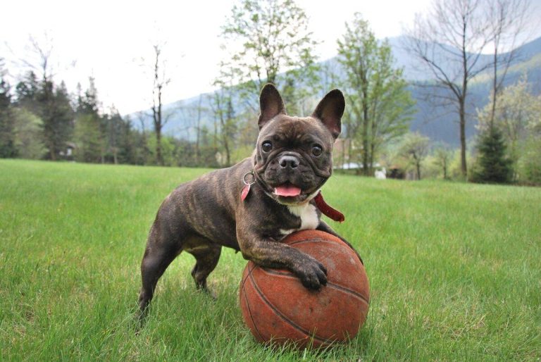 2023’S Best Vitamins For Keeping Your French Bulldog Puppy’ Healthy And Happy!