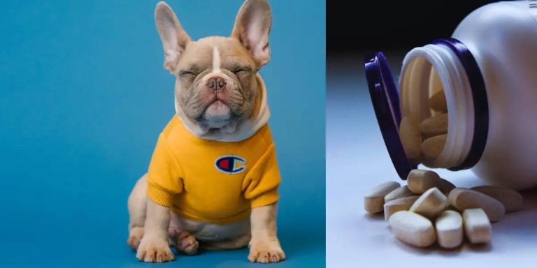 2023: The Best Vitamins For French Bulldogs To Keep ‘Em Healthy And Fit!