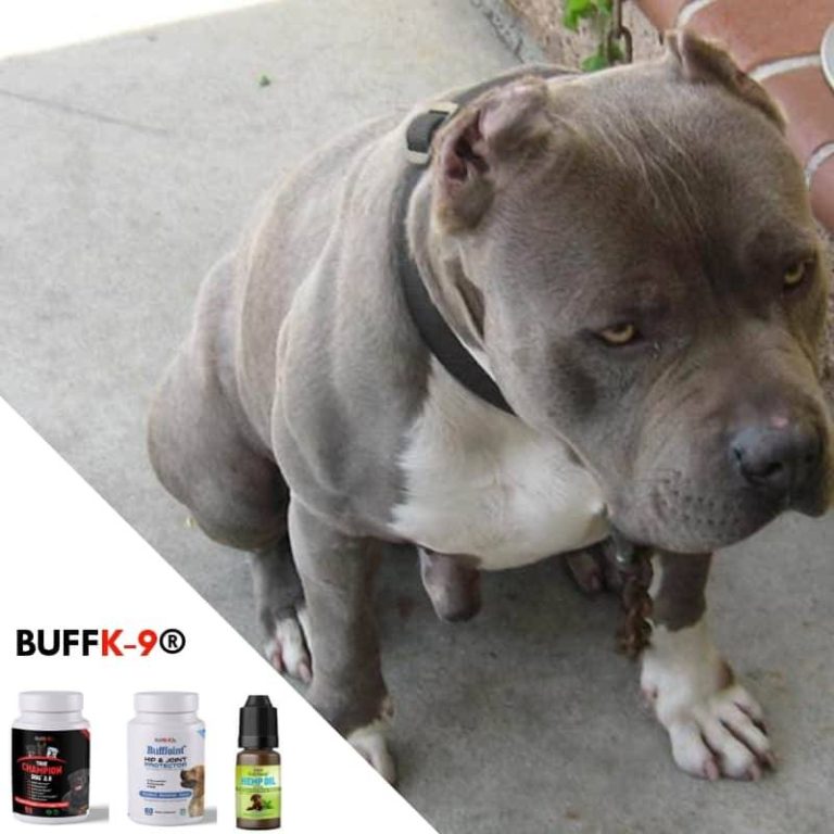 2023’S Best Vitamins For Pitbulls: The Definitive Guide