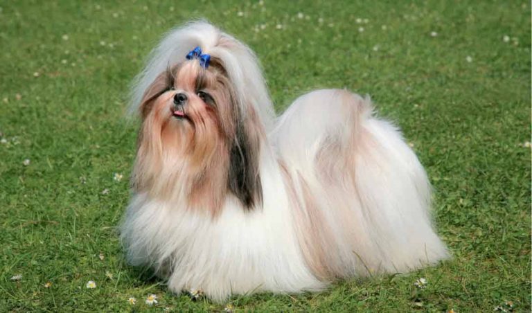 2023’S Must-Have Vitamins For Your Shih Tzu: The Ultimate Guide