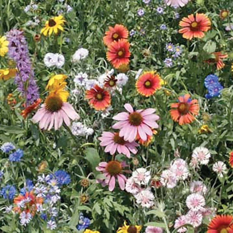 2023 Top Picks: The Best Wildflower Seeds For Northeast Gardens
