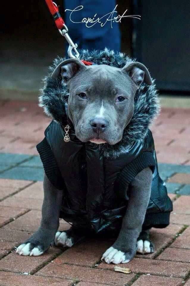 2023’S Top Picks: The Best Winter Coats To Keep Your Pitbull Warm And Cozy!