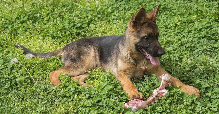 2023’S Top Picks: The Best Chew Bones For German Shepherds