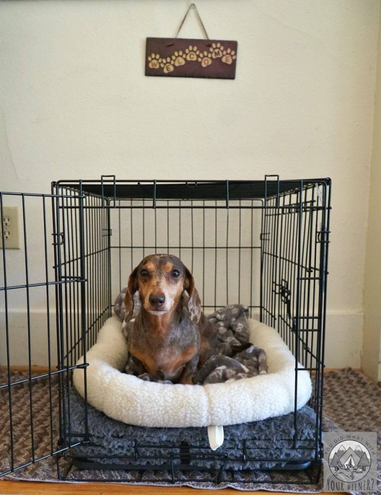 2023’S Best Crate For Miniature Dachshunds: Keep Your Pup Safe And Snug!