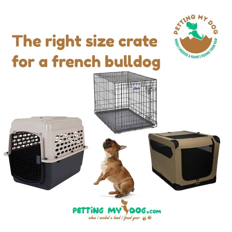 2023 Guide To The Best Crate Size For French Bulldogs: An Eye-Catching, Seo-Friendly Guide