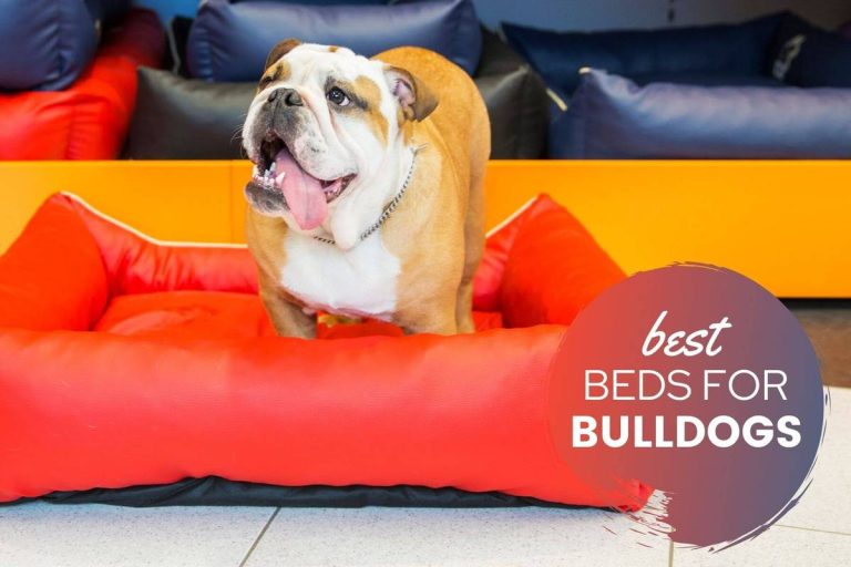 The Best Dog Bed For English Bulldogs Of 2023: Expert-Reviewed And Dog-Approved!