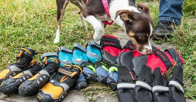 2023’S Best Hunting Dog Boots – Keep Your Best Friend’S Paws Protected And Comfortable!