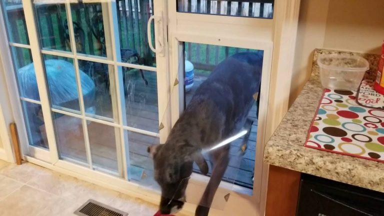 2023’S Best Dog Door For Great Danes: Find The Perfect Fit For Your Furry Friend!