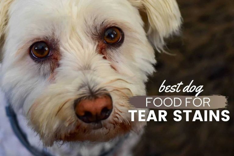 2023 Guide: How To Find The Best Dog Food For Bichon Tear Stains