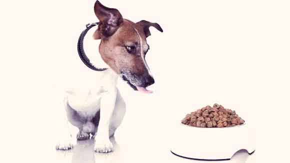 2023 Guide To Finding The Best Dog Food For Chihuahua Jack Russell Mixes!