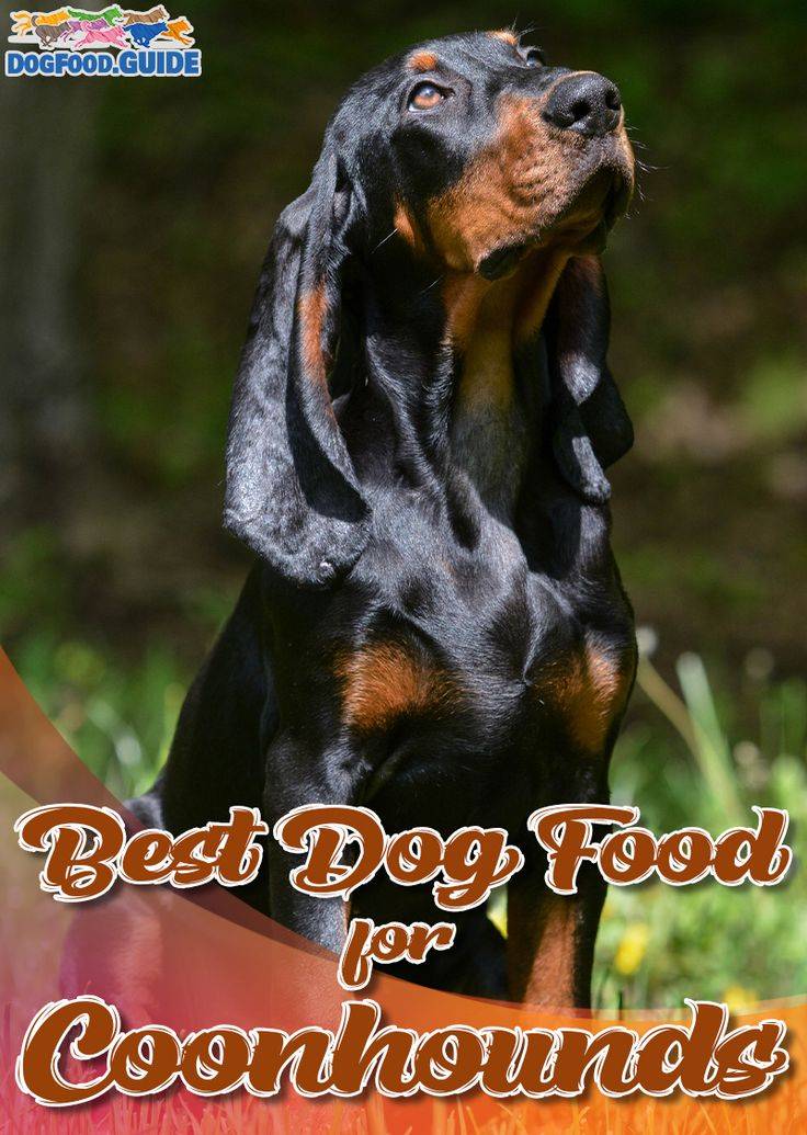 2023 Guide To The Top-Rated Dog Food For Coonhounds: Keep Your Pup Healthy & Happy!