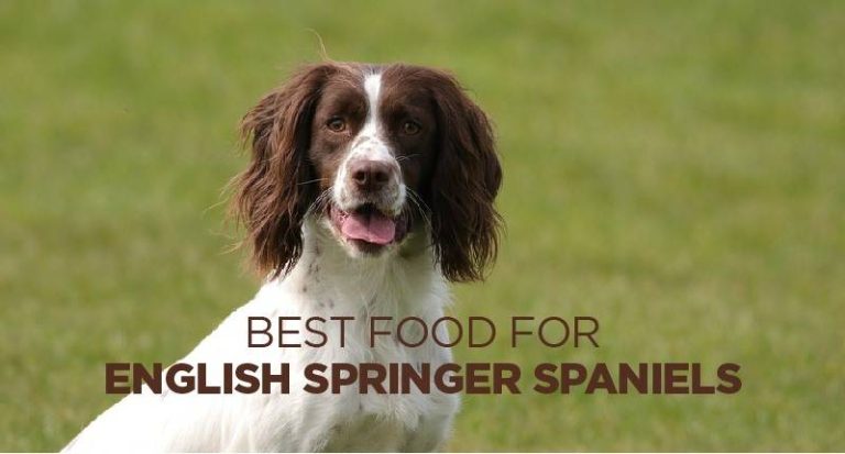 2023 Guide To Finding The Best Dog Food For English Springer Spaniels