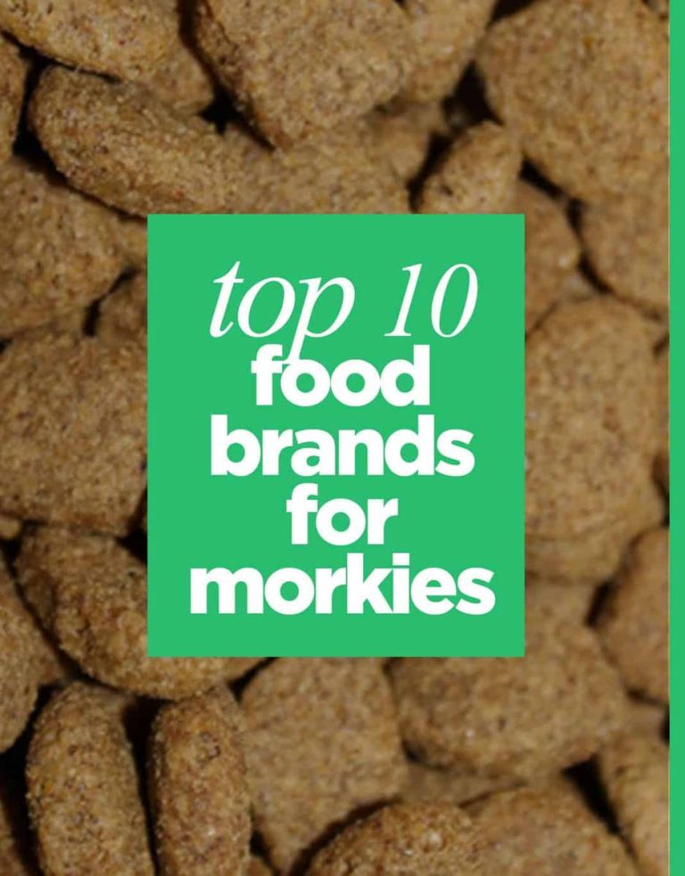 2023: The Ultimate Guide To Finding The Best Dog Food For Your Morkie Puppy