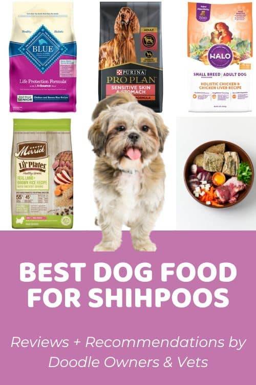 2023 Buyers Guide: The Best Dog Food For Shih Poo – What You Need To Know