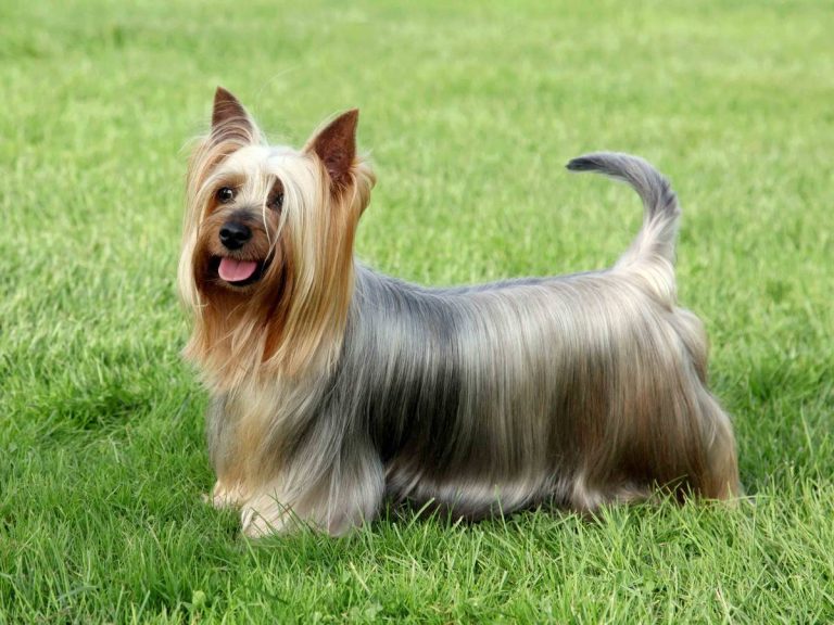 2023: Discover The Perfect Dog Food For Your Silky Terrier’S Needs