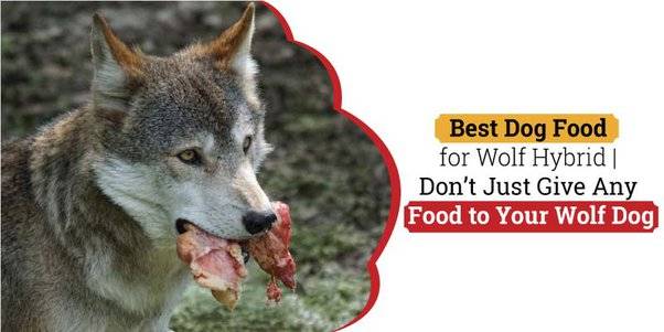 2023’S Best Dog Food For Wolf Hybrids: Find The Perfect Balanced Nutrition For Your Pet!