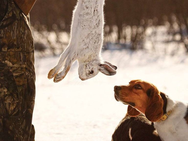 2023’S Top Hunting Dogs For Rabbits: Find The Perfect Companion For Your Outdoor Adventures!