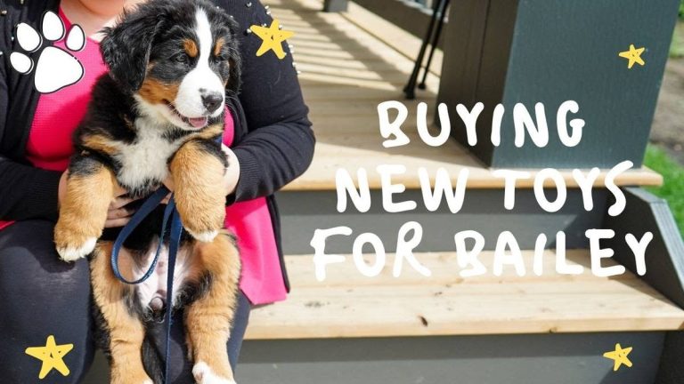 2023’S Top Picks For The Best Dog Toys For Bernese Mountain Dogs!