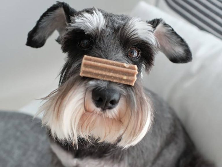 2023 Update: The Best Dog Treats For Schnauzers – Keeping Your Furry Friend Happy And Healthy!