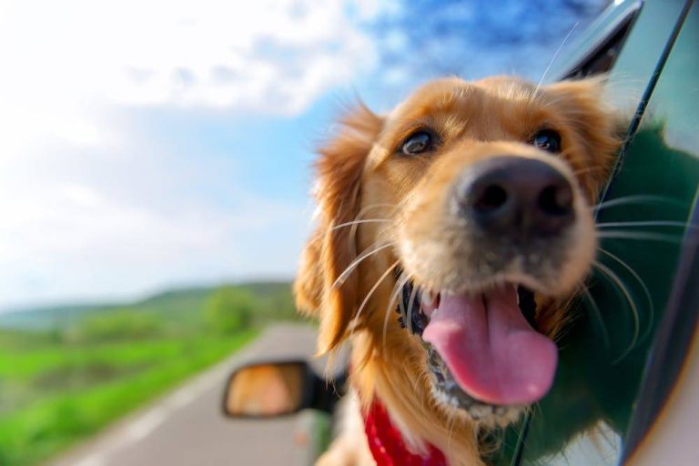 The 2023 Guide To Choosing The Best Dog Breeds For Rv Living