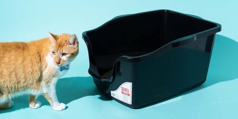 2023’S Answer To Messy Cats: The Best Litter Box For Every Cat Owner’S Needs