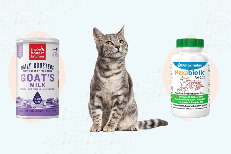 The Ultimate Guide To The Best Probiotics For Cats With Kidney Disease In 2023