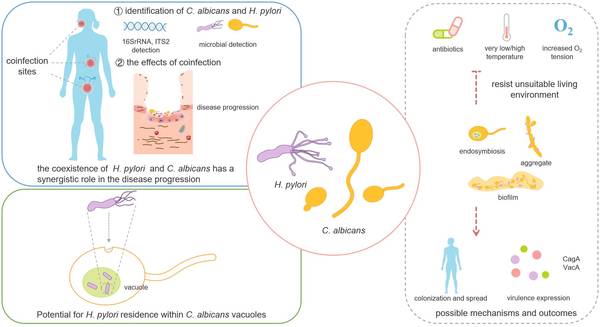 2023’S Top Probiotics For Treating H. Pylori – Get The Facts From Reddit!