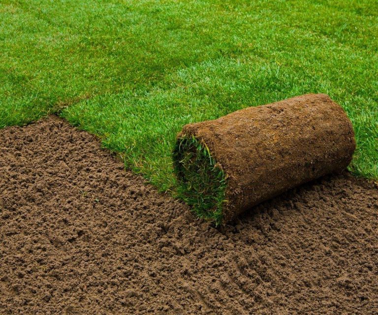 Pro Tips For Growing The Best Sod In North Florida For A Lush Lawn In 2023