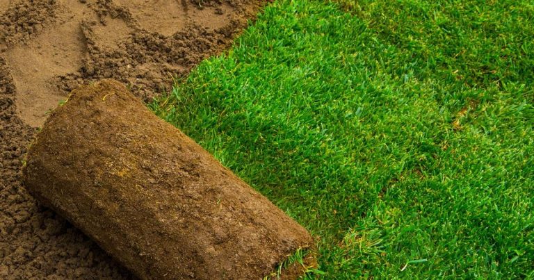 2023: The Best Sod Varieties For Partial Shade To Make Your Lawn Look Great!